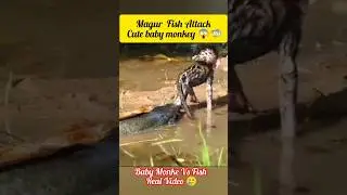 Baby Monkey vs. Fish (The Final Showdown)😀😂Fish Attack #shorts #monkey #fish