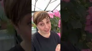 ORTENSIE NON FIORISCONO - Fatto in Casa da Benedetta