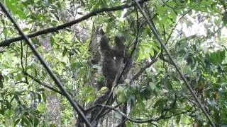 Sloth in Action