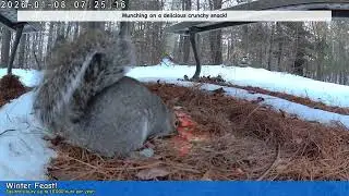 Backyard Squirrels! 9 Cute Clips | Wildlife Cam January 08, 2026