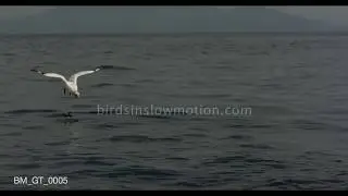Gannet dives for fish, avoids competitor - birdsinslowmotion.com