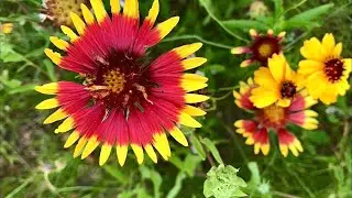 Copperfield Nature Trail