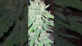 @FastBudsGenetics You're simply the best ❤️ #cannabisgrowers #420 #cannabiseducation