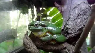 Magnificent tree frog