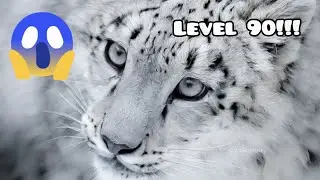 Wild Animals Online SNOW LEOPARD LEVEL 90!!