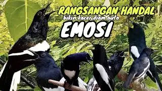 Suara kacer tarung ngeplong Ampuh buat kacer auto NYAUT EMOSI