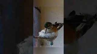 Watch Allen's Hummingbird Build Her Nest Timelapse