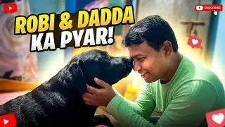 Robi pura khel raha hai Dadda Saat Sunday robi ki masti time #labrador #robi #labradorlovers 