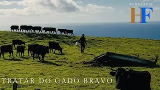 Cuidar dos toiros – Ganadaria Humberto Filipe Terceira, Açores