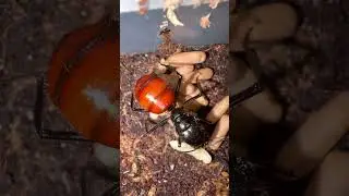 #Ants #ANTHIVE #AntKeeping #AntColony #Formicarium