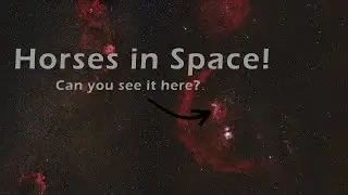 3 Horses in Space