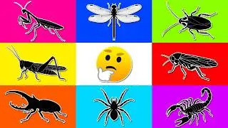 Insect: Dumbo rat, Hercules Beetle, Orb Spider, Dragonfly, Grasshopper, Scorpion, Cockroach, Mantis
