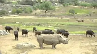 Endangered rhino dies at California zoo, three remain worldwide