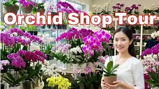🌸 Orchid Shop Tour | Colorful Orchid Flowers | Orchid Paradise