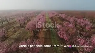 The Peach Harvest: China's Agricultural Marvel