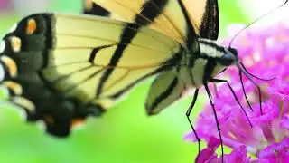 Tiger Swallowtail Gathers Nectar from Lantana in the Container Garden