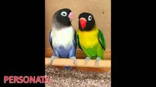 Agapornis - Origen y Especies