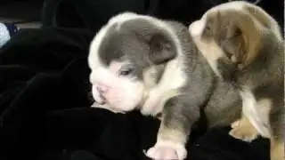 West Coast rare Bulldogs ALL Blue English Litter