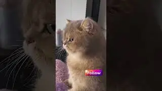 Pet Funny 🐾🎉: #PetsOfInstagram #LOLAnimals #PetBloopers #KittenComedy