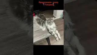 Снова!#кот #коты #мейн #кун #мейнкуны #мейнкункотята #расслабление #спокойныевидео #asmr #animals