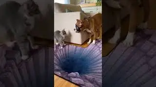 Chaos In The Living Room #viral #funny #chihuahuafanclub