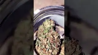 Organic Hemp Flower: Afghan Skunk #fyp #nature #cannabis #cbd #hemp #youtubeshorts #health