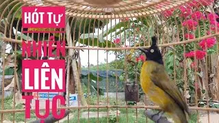 Chào mào núi hót tự nhiên để thúc bổi @PhạmNgọcPhúc82