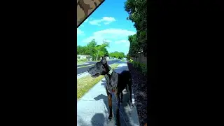 Handsome Giant Great Dane Dog #Shorts