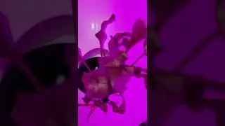 Planting Bitter Chrysanthemum In A Hydroponic Tower  System Container