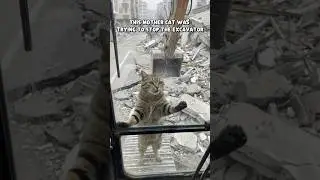 This mother cat tried to stop the excavator...😭#cat