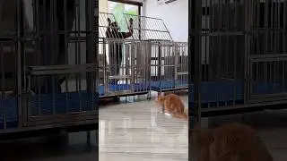 SS 304 Dog cage / kennel / crate #clekarsiberians