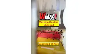 my morning routine has changed because of ants ~ ant update part 2