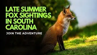 Late Summer Fox Sightings In South Carolina 