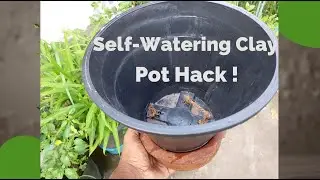 🌿 DIY Self-Watering Hack with a Curd Clay Pot | Save Water & Fertilizer Effortlessly! 💧