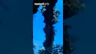 Glass fish inside a wreck sailboat #diving #дайвинг #animals #путешествия