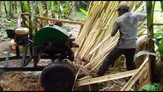Cosecha de abaca en Pocora