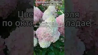 Пинки промис #гортензияметельчатая