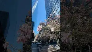 Manhattan West Plaza Stroll