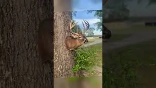 Full sneak right turn. #taxidermy #deerseason #finishwork