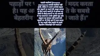 @Gkquiztop Mountain Goats: Nature&rsquo;s Ultimate Climbers | Incredible Cliffside Skills!