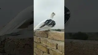 Fancy Beautiful Pigeon Video #youtube #viral #shorts #kabutar #pigeons #love #birds #whatsapp