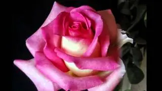 **Amor online [refletir]**