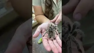 Великолепный тарантул с розовыми волосами! 🥰🕷
