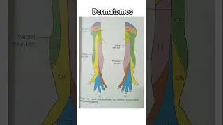 dermatomes#viral#medical#anatomy#education#explore#fyp#dermatome#bpt#medical#paramedical