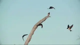 kate bush - night of the swallow - slowed + reverb