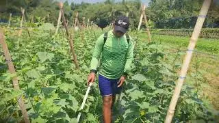 Boost Your Yield: Applying Organic Liquid Feed to Cucumbers _FarmersLife _Shorts