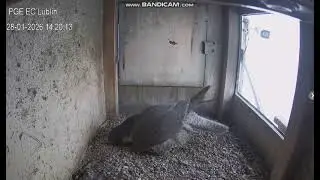 PGE Lublin PL - Ziuta entered  nest, walked around it, tasted ground, flew away- 2026 01 28 14 22