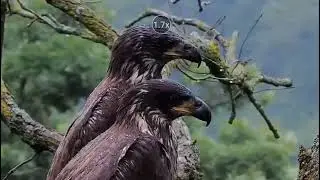 6.28.2024 FALLEN NEST* DECORAH EAGLES NEST OF DNF & MR NORTH 