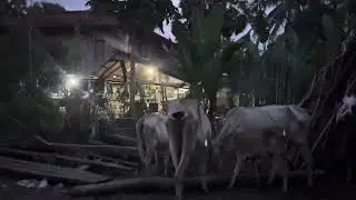Bucows-Family animals after from outside to sleep