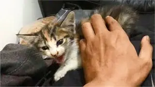 Angry Kitten Attacks 2 Cats, I Don't Know Why - Cats Meowing